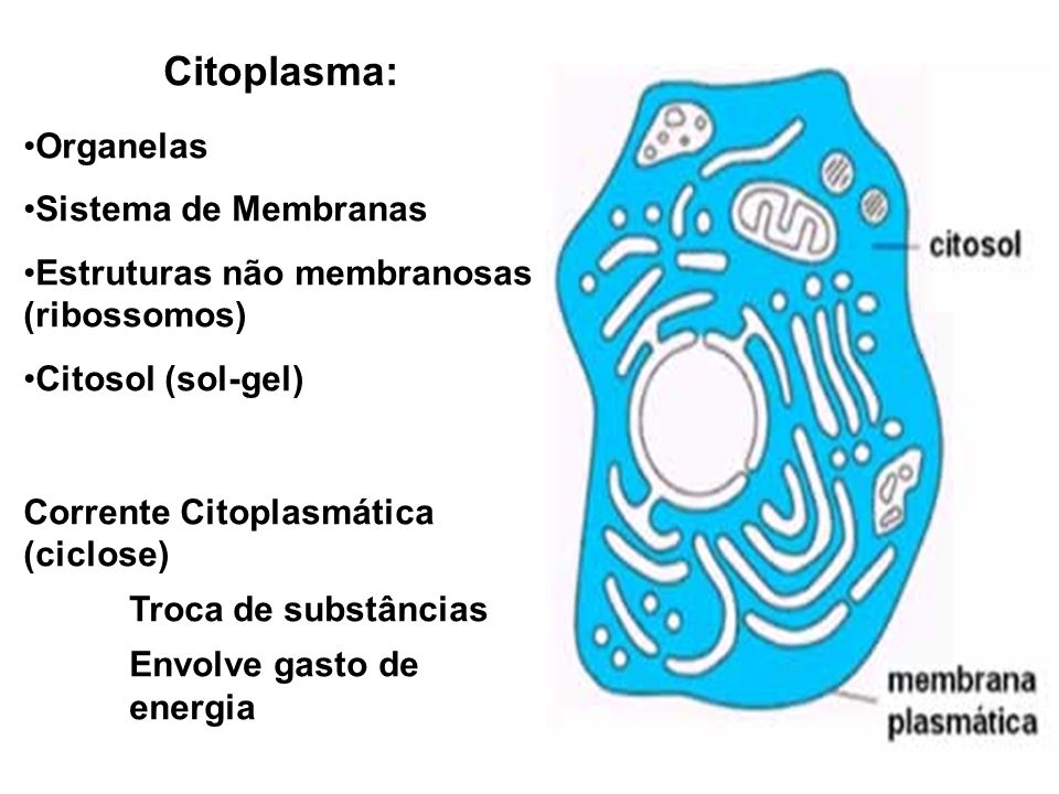 Citoplasma: Organelas Sistema de Membranas