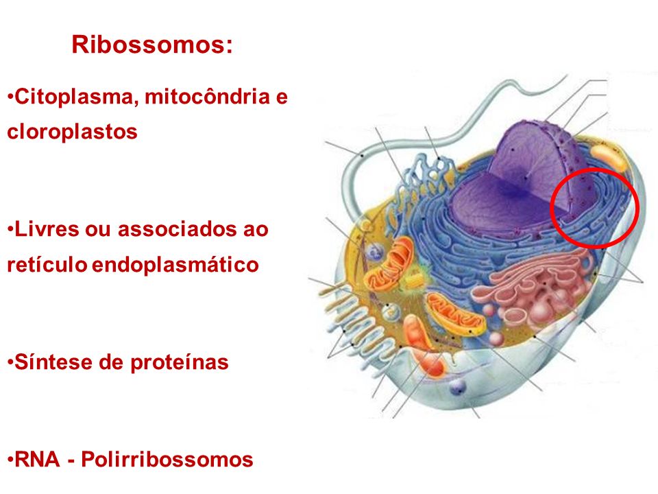 Ribossomos: Citoplasma, mitocôndria e cloroplastos
