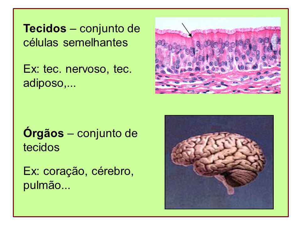 Tecidos – conjunto de células semelhantes. Ex: tec. nervoso, tec. adiposo,... Órgãos – conjunto de.