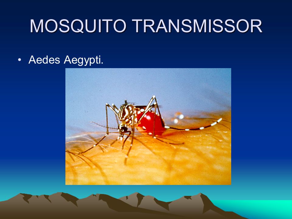MOSQUITO TRANSMISSOR Aedes Aegypti.