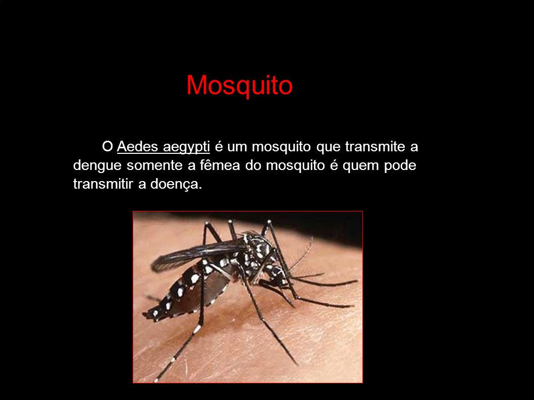 MosquitoMosquito Mosquito Mosquito