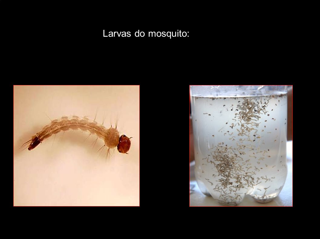 Larvas do mosquito: