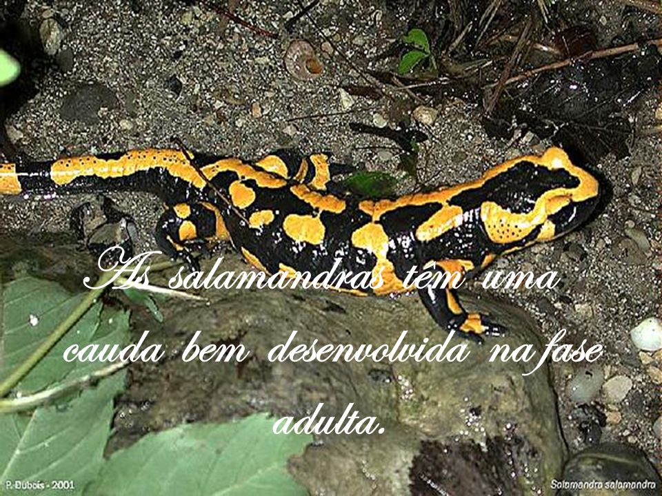 As salamandras têm uma cauda bem desenvolvida na fase adulta.