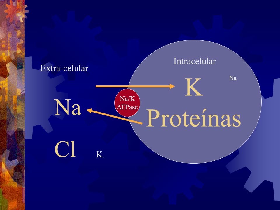 K Proteínas Intracelular Extra-celular Na Na/K ATPase Na Cl K