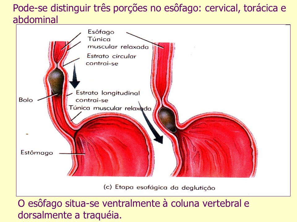 Pode-se distinguir três porções no esôfago: cervical, torácica e abdominal