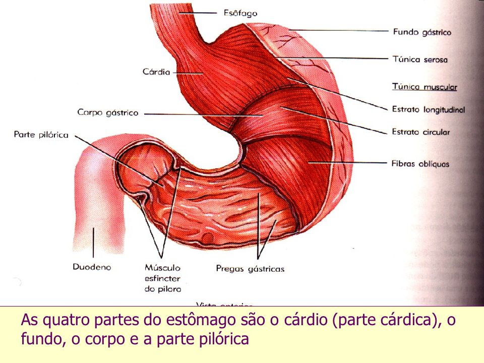 As quatro partes do estômago são o cárdio (parte cárdica), o fundo, o corpo e a parte pilórica