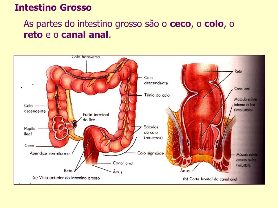 Intestino Grosso As partes do intestino grosso são o ceco, o colo, o reto e o canal anal.