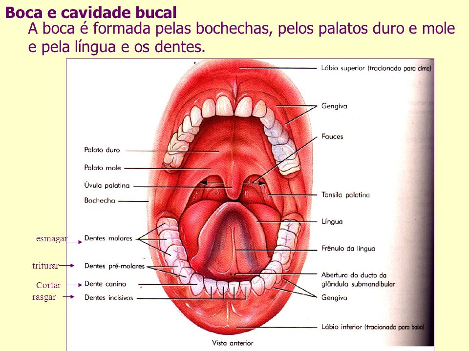 Boca e cavidade bucal A boca é formada pelas bochechas, pelos palatos duro e mole e pela língua e os dentes.