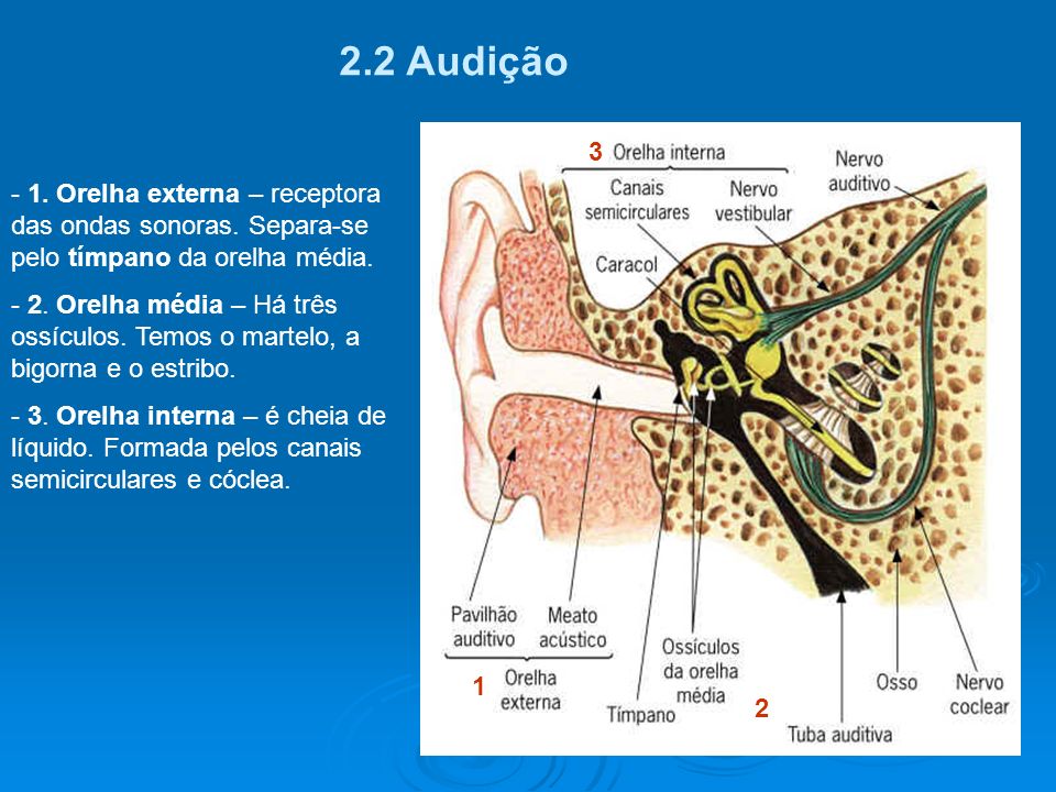2.2 Audição Orelha externa – receptora das ondas sonoras. Separa-se pelo tímpano da orelha média.