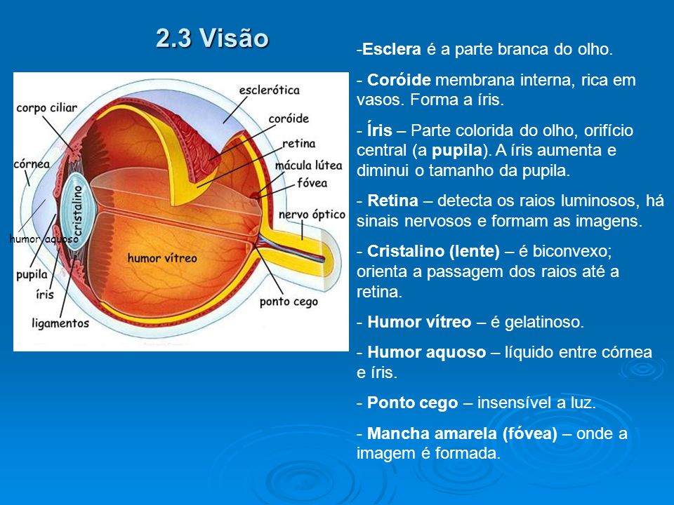 2.3 Visão Esclera é a parte branca do olho.