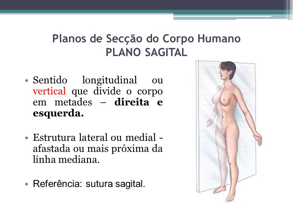 Planos de Secção do Corpo Humano PLANO SAGITAL