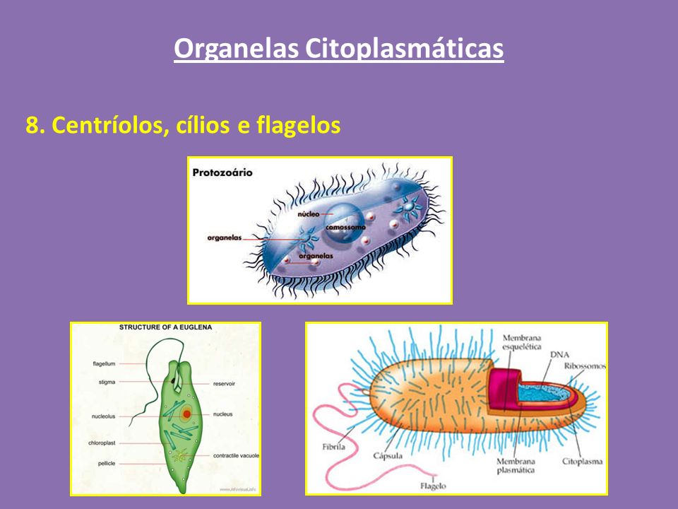 Organelas Citoplasmáticas
