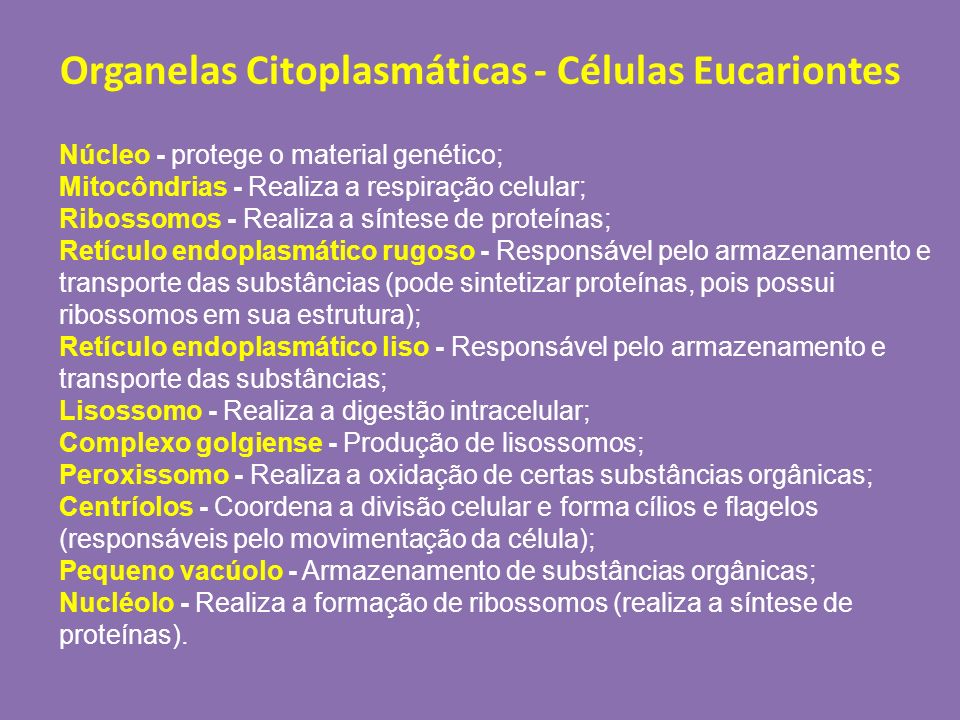 Organelas Citoplasmáticas - Células Eucariontes