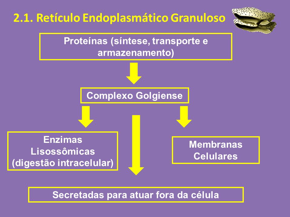 2.1. Retículo Endoplasmático Granuloso