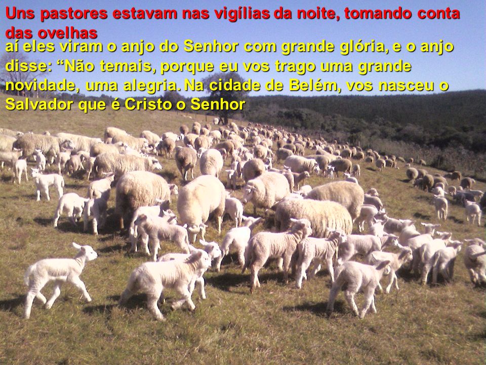 Uns pastores estavam nas vigílias da noite, tomando conta das ovelhas