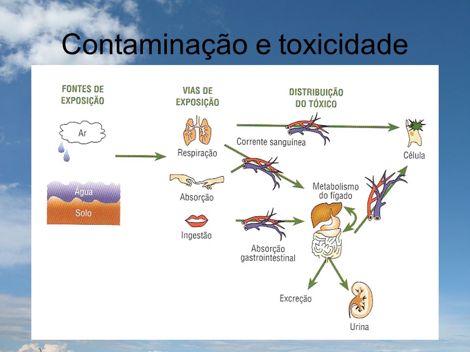 Contaminação e toxicidade
