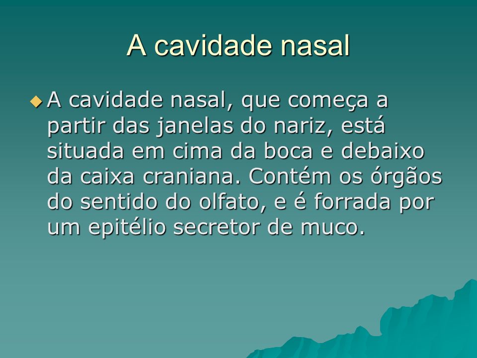 A cavidade nasal