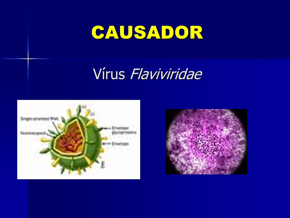 CAUSADOR Vírus Flaviviridae