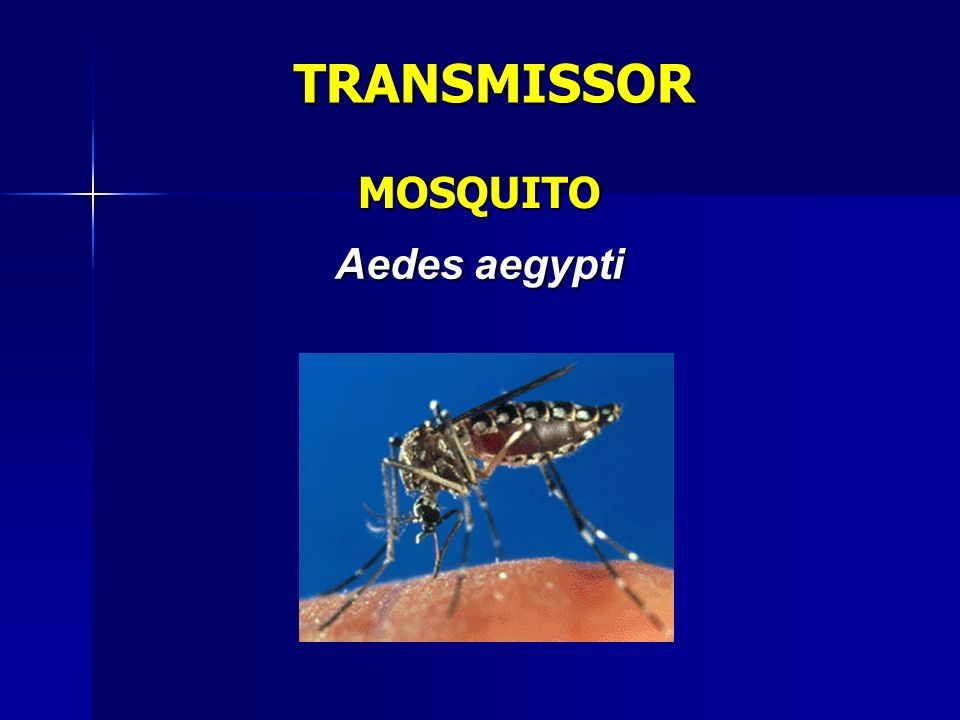 TRANSMISSOR MOSQUITO Aedes aegypti