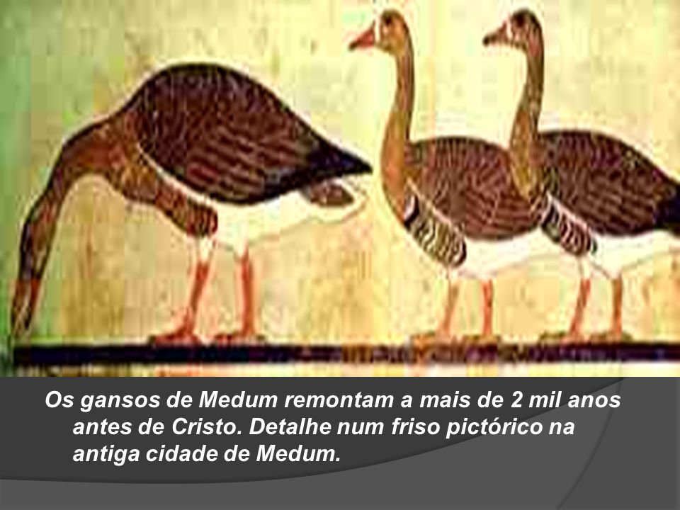 Os gansos de Medum remontam a mais de 2 mil anos antes de Cristo