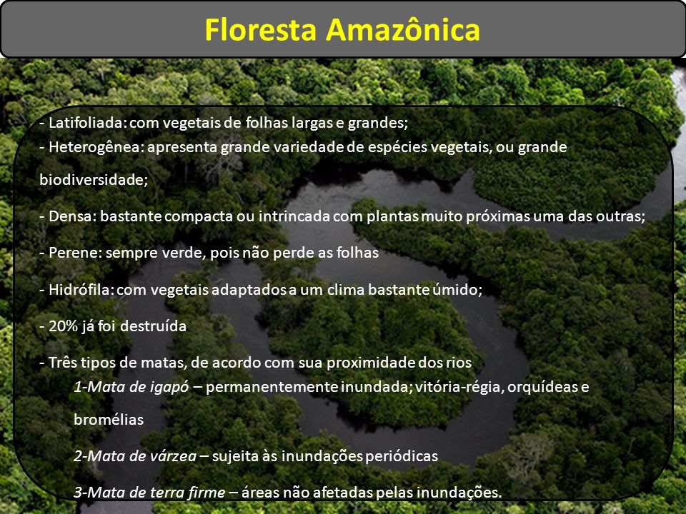 Floresta Amazônica - Latifoliada: com vegetais de folhas largas e grandes;