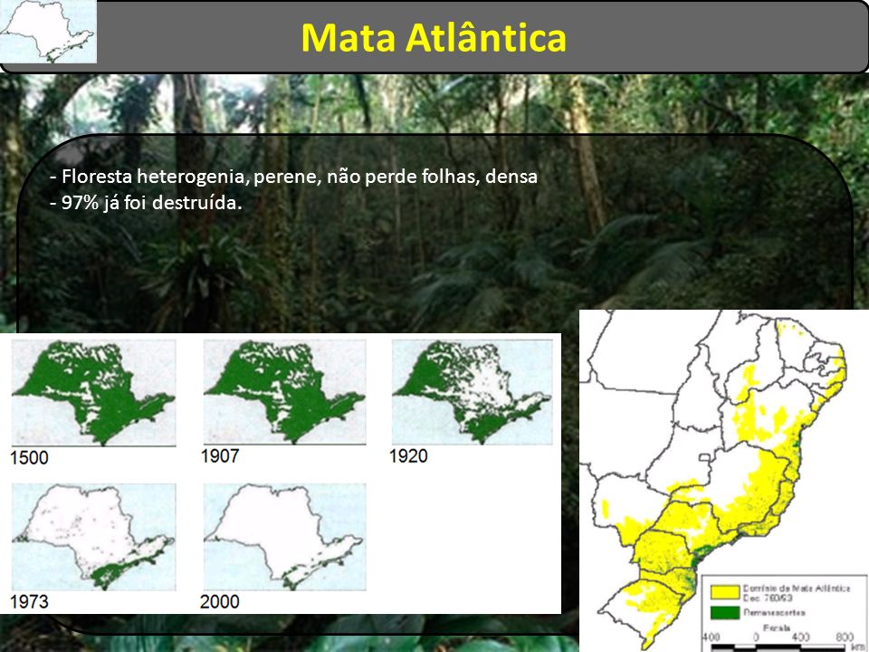 Mata Atlântica - Floresta heterogenia, perene, não perde folhas, densa