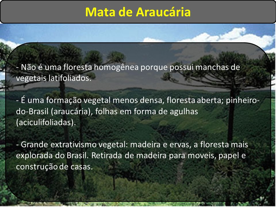 Mata de Araucária - Não é uma floresta homogênea porque possui manchas de vegetais latifoliados.