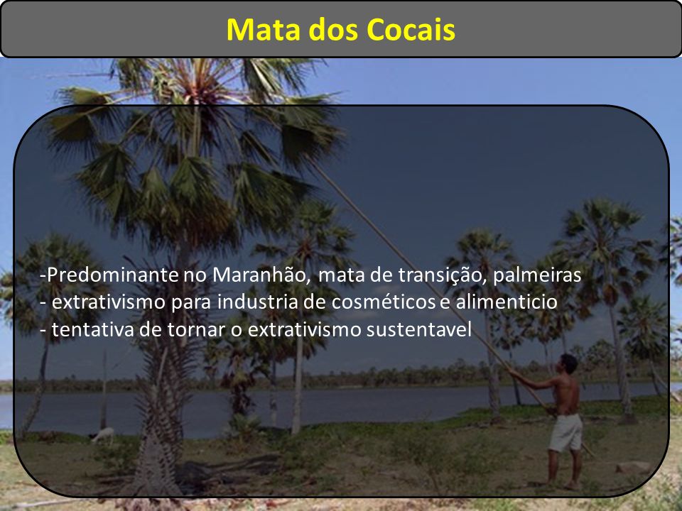Mata dos Cocais Predominante no Maranhão, mata de transição, palmeiras