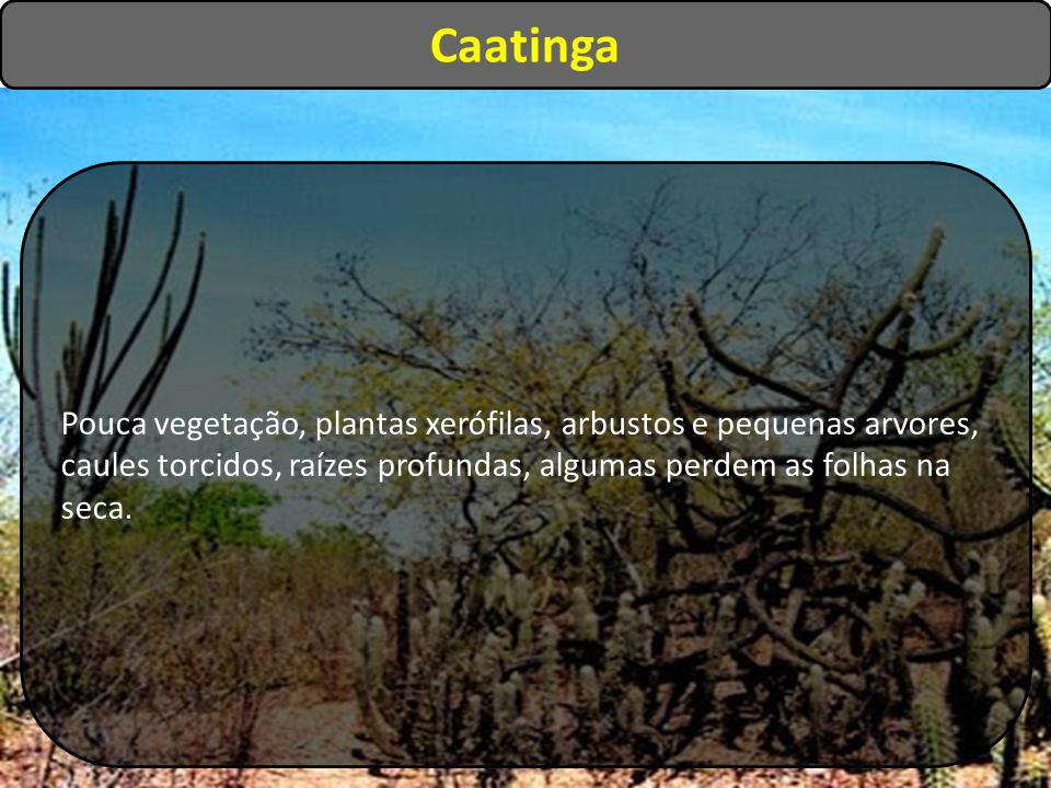 Caatinga Pouca vegetação, plantas xerófilas, arbustos e pequenas arvores, caules torcidos, raízes profundas, algumas perdem as folhas na seca.