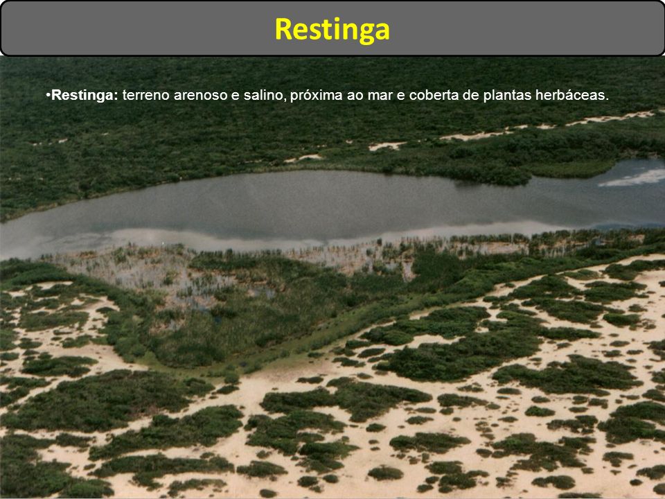 Restinga Restinga: terreno arenoso e salino, próxima ao mar e coberta de plantas herbáceas.