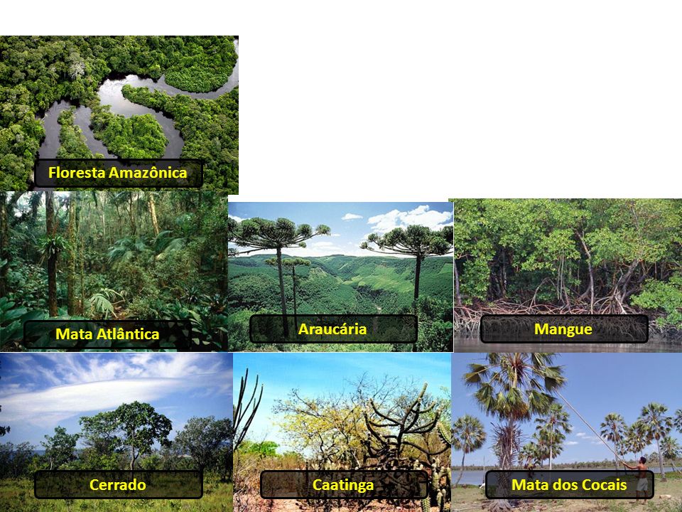 Floresta Amazônica Araucária Mangue Mata Atlântica Cerrado Caatinga Mata dos Cocais
