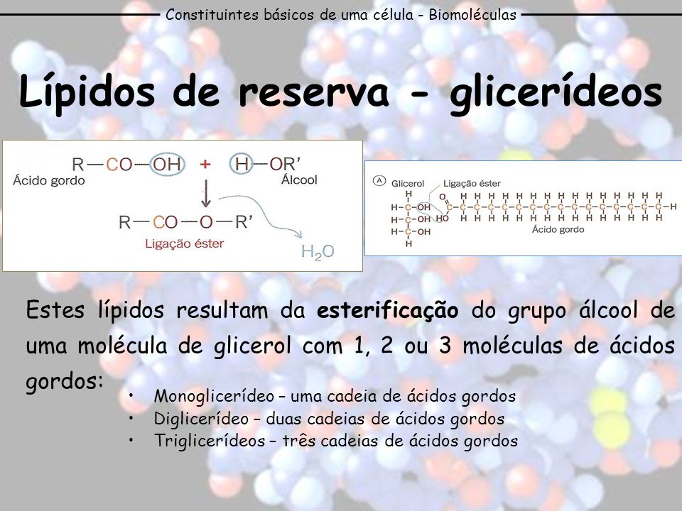 Lípidos de reserva - glicerídeos