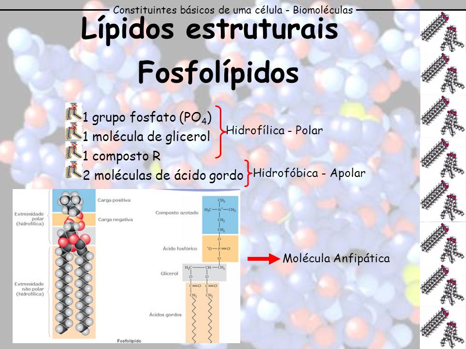 Lípidos estruturais Fosfolípidos