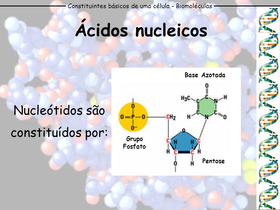 Ácidos nucleicos Nucleótidos são constituídos por:
