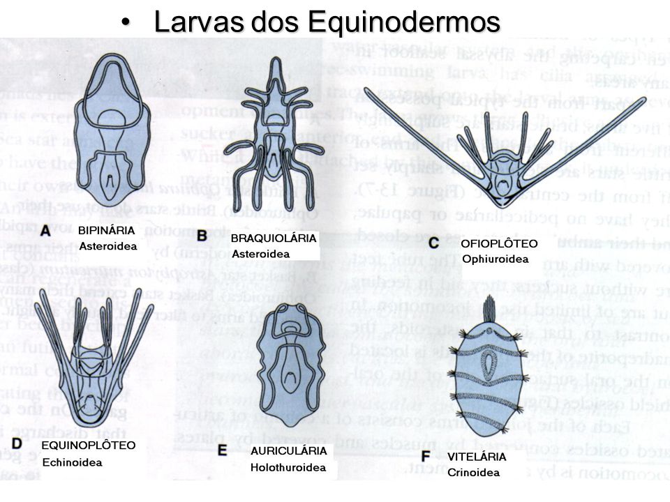 Zoologia dos Invertebrados Echinodermata (1ª aula) - ppt carregar