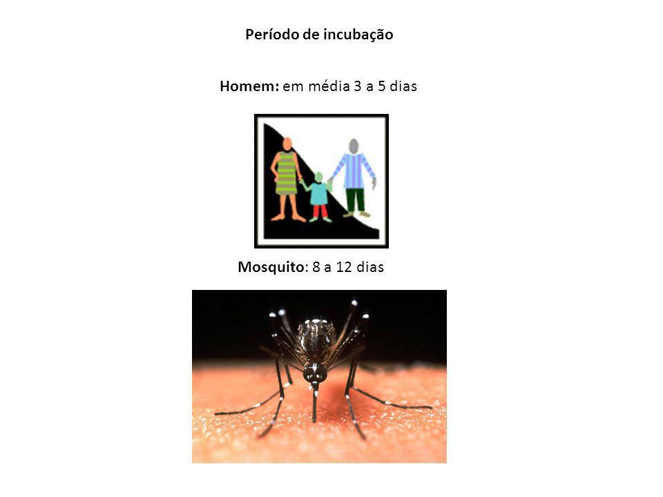 Período de incubação Homem: em média 3 a 5 dias Mosquito: 8 a 12 dias