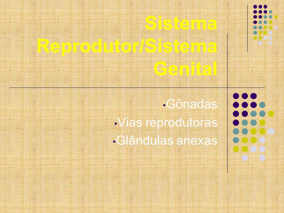 Sistema Reprodutor/Sistema Genital