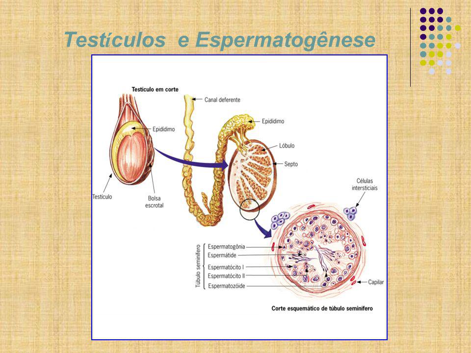 Testículos e Espermatogênese