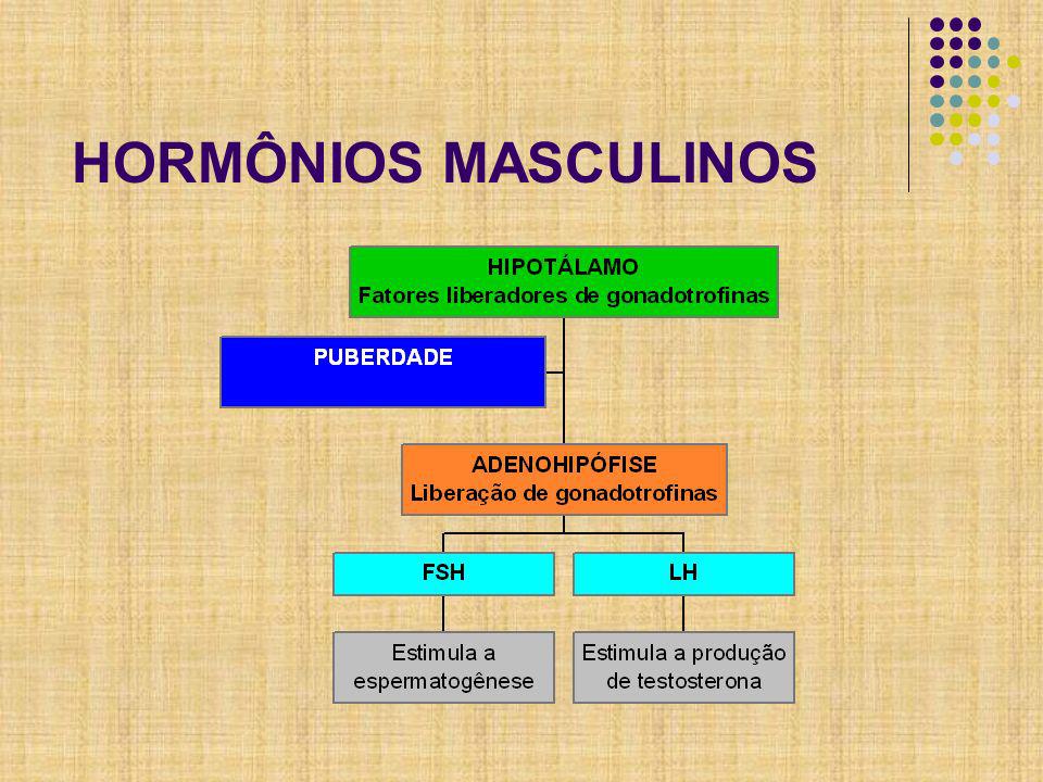 HORMÔNIOS MASCULINOS