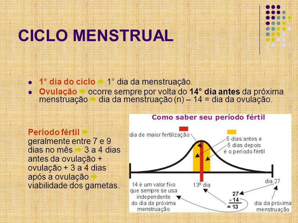 CICLO MENSTRUAL 1° dia do ciclo  1° dia da menstruação.