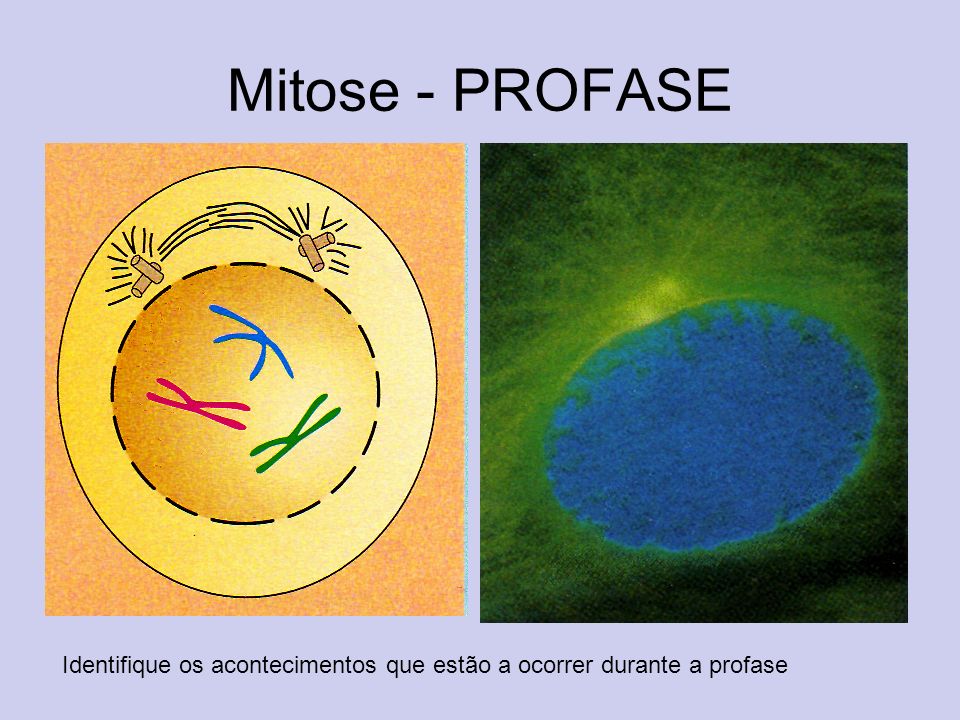 Mitose - PROFASE Identifique os acontecimentos que estão a ocorrer durante a profase