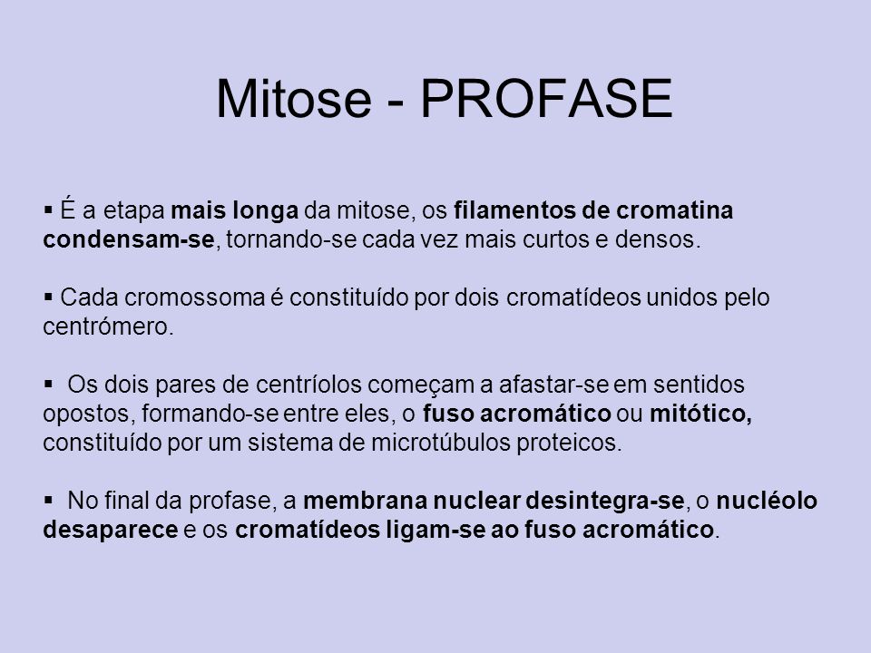 Mitose - PROFASE É a etapa mais longa da mitose, os filamentos de cromatina condensam-se, tornando-se cada vez mais curtos e densos.