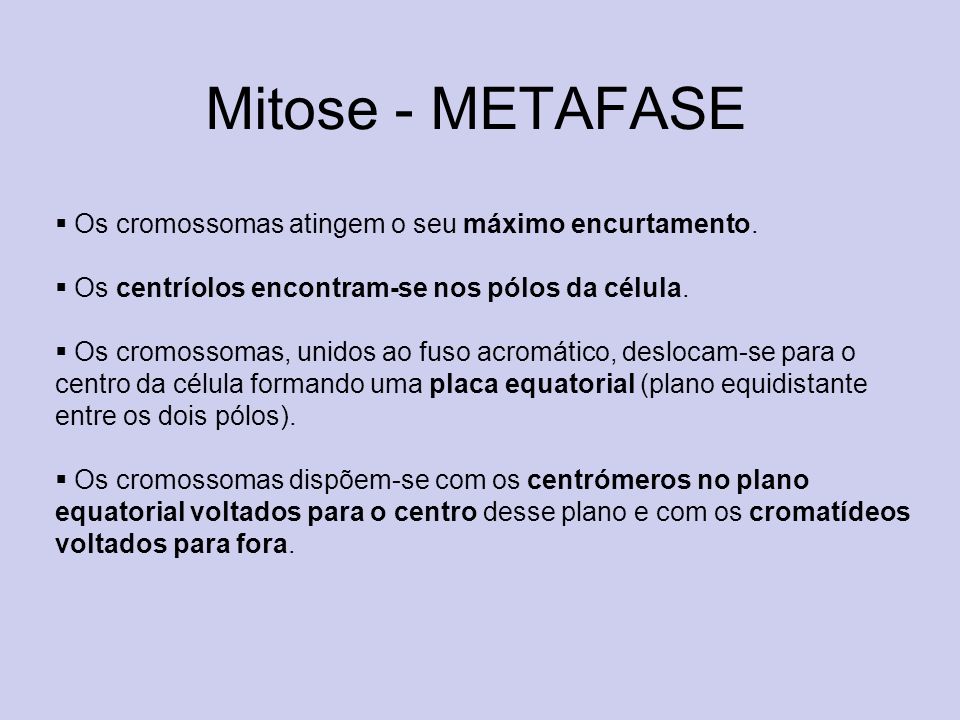 Mitose - METAFASE Os cromossomas atingem o seu máximo encurtamento.