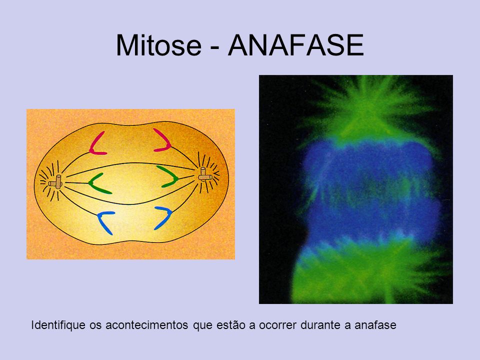Mitose - ANAFASE Identifique os acontecimentos que estão a ocorrer durante a anafase
