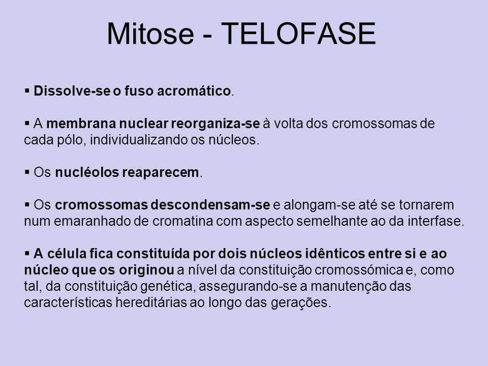 Mitose - TELOFASE Dissolve-se o fuso acromático.