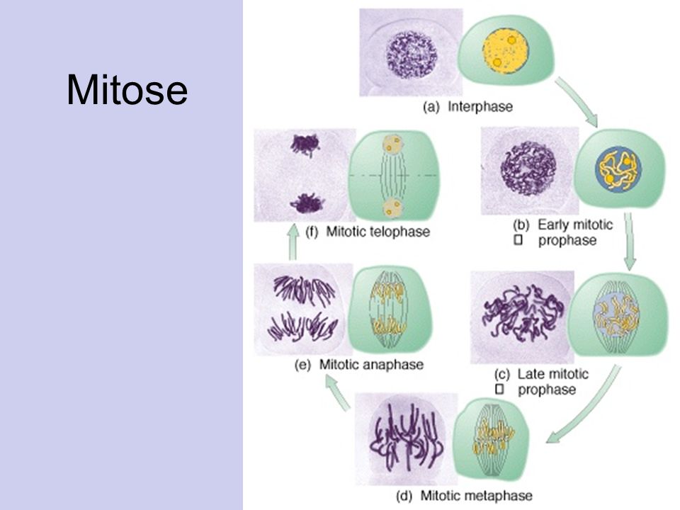 Mitose 19