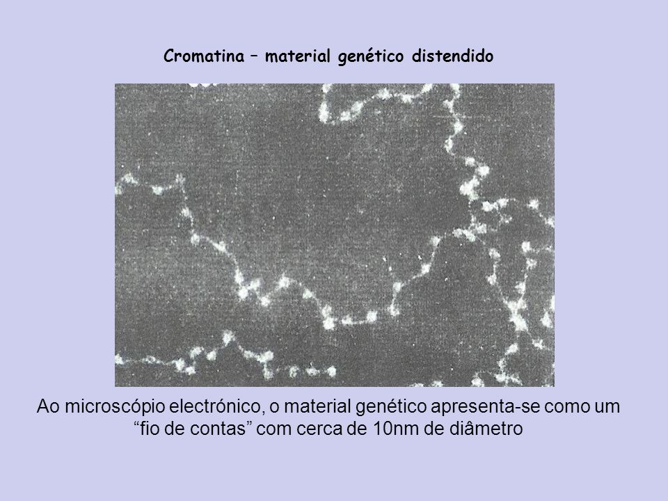 Cromatina – material genético distendido