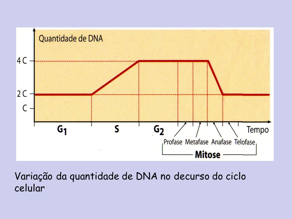 Variação da quantidade de DNA no decurso do ciclo celular