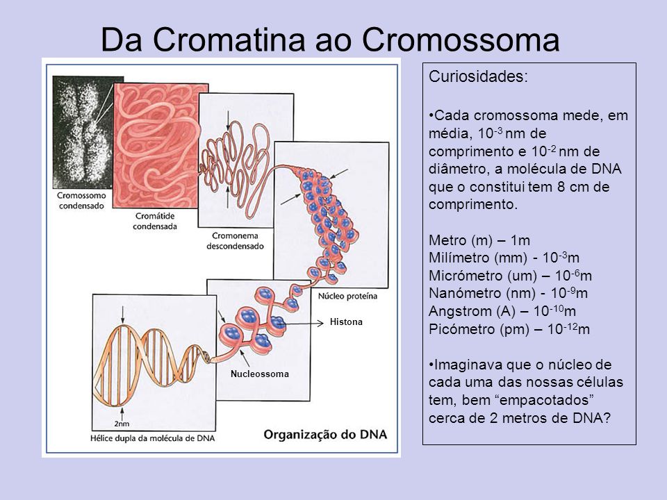 Da Cromatina ao Cromossoma