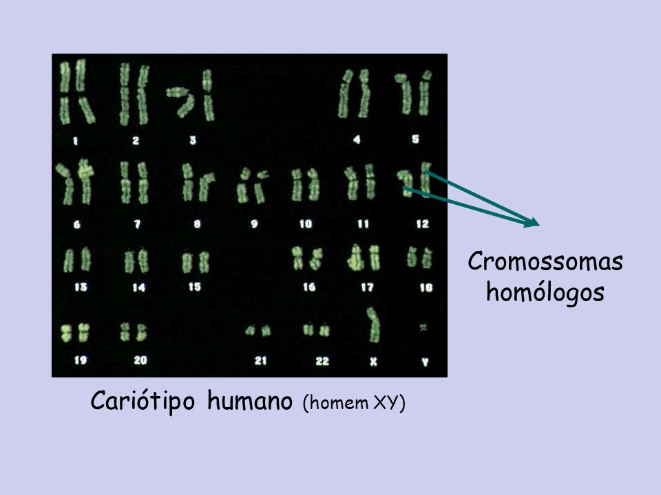 Cromossomas homólogos